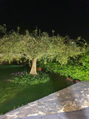 Casa Rosa, Elice